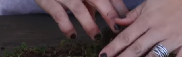 Ova biljka donosi novac, a ukoliko raste u kokedami - uspeh je zagarantovan (VIDEO)