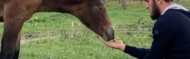 Full-time borac, part-time farmer: Luksuzno imanje Islama Mahačeva sa 1.000 ovaca, konjima, motorima... /VIDEO/