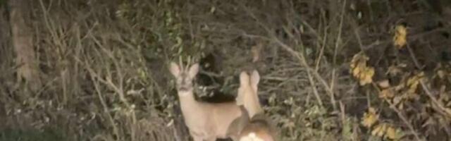 Vladimir kod Nove Varoši nasred puta video uplašenu srnu: Neverovatan susret - kapa dole za ono što je uradio