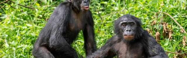 Nisu mogle da veruju svojim očima: Reakcija šimpanzi obišla svet - a razlog je presladak (FOTO)