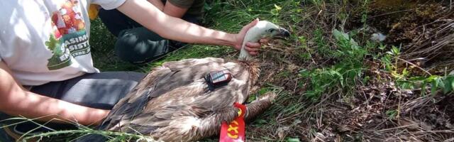 Rajka odletela do Afrike