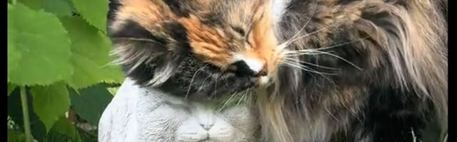 Ovako se voli neko koga više nema: Dirljivi snimak mačke koja nežno grli skulpturu uginulog prijatelja