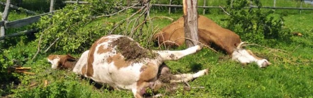 Страшан призор у селу Горње Бабине код Пријепоља: Гром убио две стеоне краве које су се сакриле под шљиву