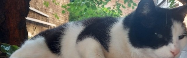 Šta učiniti ako vaša mačka konstantno povraća?