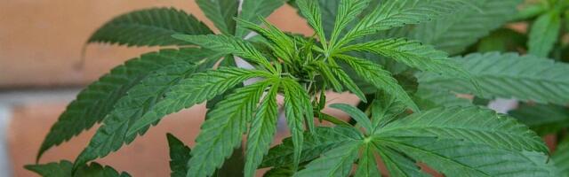 Savet ministara BiH legalizovao upotrebu kanabisa u medicinske svrhe