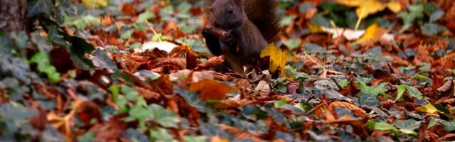 Veverice - sadilice: Mali, slatki glodari posadili celu novu šumu od 30.000 stabala i to besplatno