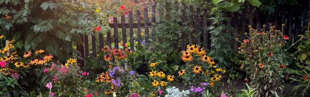 Za branje cveća slede PAPRENE kazne - ovo su zaštićene vrste!