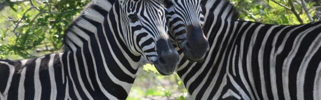 Zašto sisari nisu šareni kao gmizavci, ptice ili ribe?