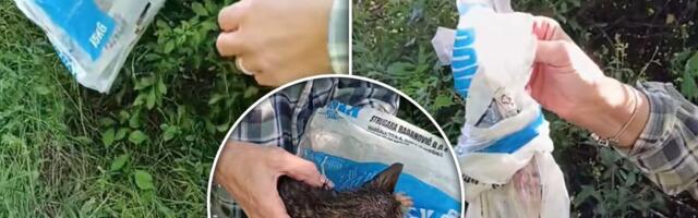 Evo sa kakvim monstrumima delimo vazduh: U selu kod Valjeva okačili mače o granu i ostavili ga u šumi