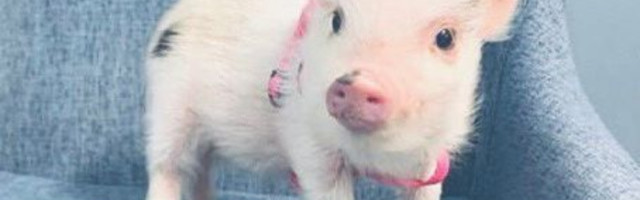 Ako želite mini prase za ljubimca – evo šta bi trebalo da znate