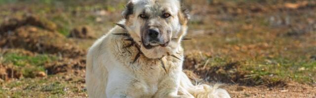 Ova rasa pasa ima najjači ugriz: U nekim zemljama je potpuno zabranjena (FOTO)