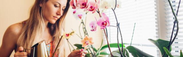 Kako da orhideja ponovo procveta: Otkrijte trik sa čajem koji spašava i najugroženije biljke u domu