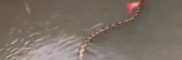 DRAMA NA BALIJU: Kiše poplavile ostrvo, džinovske zmije plivaju ulicama (VIDEO)