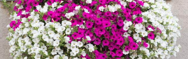 Zaboravite muškatle! Ako želite efekat "iz časopisa", zasadite cveće koje pravi vodopad boja do kasne jeseni