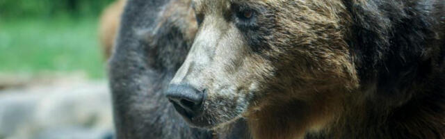 ​Примећен медвед у Северној Македонији, становници упозорени