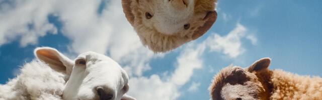 Stižu "Ovce detektivi": Porodična misterija koja će vas nasmejati i dirnuti do suza