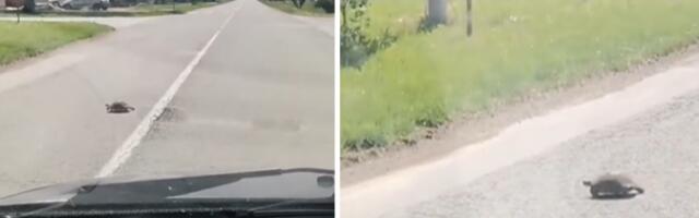 "MA SAMO LAGANO" Nesvakidašnji prizor u Bačkoj Palanci osvojio sve korisnike društvenih mreža (VIDEO)