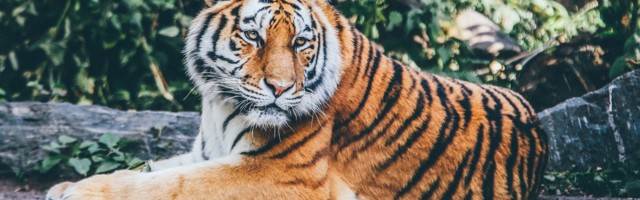 Medved protiv tigra: Neverovatna borba ratobornih zveri (VIDEO)