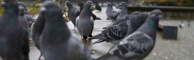 Ptice masturbiraju i to je potpuno prirodno ponašanje, otkrivaju naučnici
