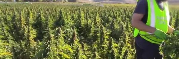 Španska policija rasturila najveću farmu marihuane u Evropi