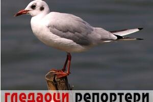 Гледаоци репортери (7. новембар 2022)