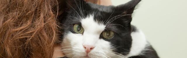 Svi putnici izašli iz autobusa da bi spasili mače