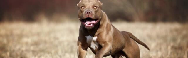 Pitbul nasrnuo na ženu sa bebom i povredio ih