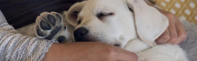 Plakanje od SMEHA! Žena pokazala kako pozdravlja psa, a kako muža kad dođe kući (VIDEO)