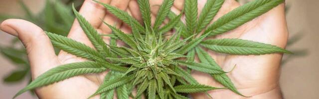 Od Zrenjaninca oduzeto 10,15 grama marihuane, nakon saslušanja mu određen pritvor