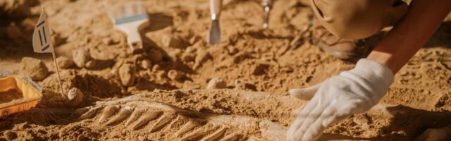 Naučnici zbunjeni otkrićem: U grlu fosila ptice veličine vrpca nađeno 800 kamenčića