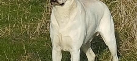 Nestao pas u Vranju, nalazaču sleduje nagrada