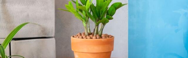 Biljka koja privlači NOVAC I SREĆU kao magnet: Bitno je samo da je postavite na ovo mestu u kući