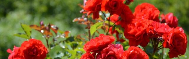 Prošle godine u Srbiju uvezeno cveća za 42 miliona evra