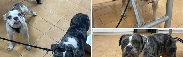 Engleski buldozi izvađeni iz seoskog kanala: Jedan od gladi pojeo ćebe, udomljavaju se samo poznavaocu rase