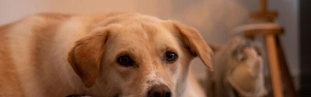 Novo pravilo u Italiji: Ako vam je pas bolestan, možete na bolovanje