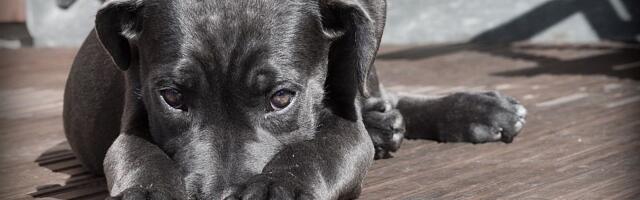 Studija: Mozak pasa počeo da se smanjuje pre 5.000 godina