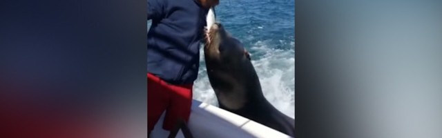 IZVIRIO morski lav: Okačio se za brod i kusa (VIDEO)