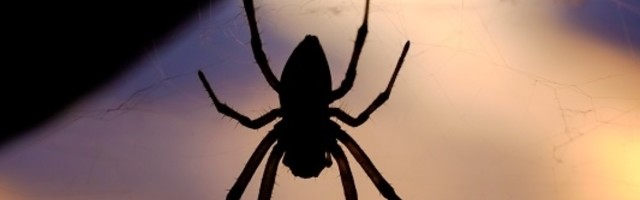Otkrivene nove otrovne vrste pauka slične tarantuli koje mogu živeti decenijama