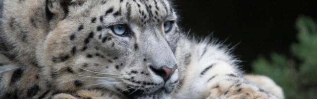 Ima nade za snežne leoparde, sad su kod Mont Everesta