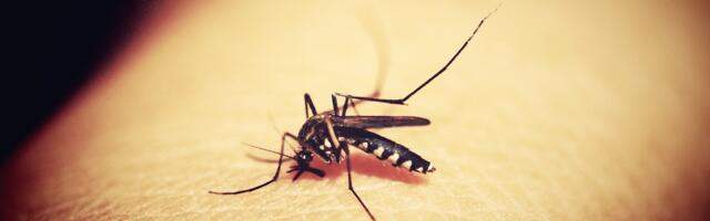 Naučno dokazana: Osećaj nas ne vara, komaraca nikad više