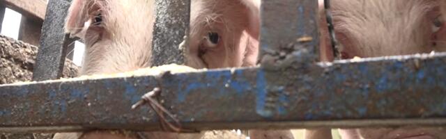 Afrička kuga svinja ponovo hara – Bresnica proglasšena zaraženim područje,