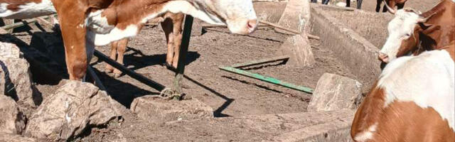 Životinje na Suvoj planini ponovo bez vode – traži se hitna reakcija ministarstva i opština