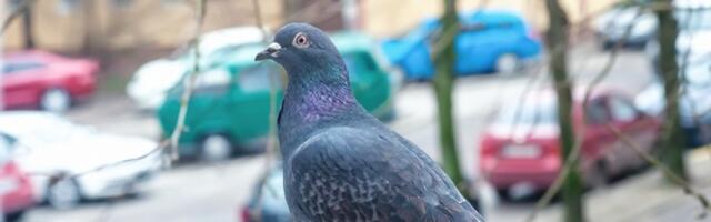 Pospite OVAJ ZAČIN na mesto gde sleću golubovi i OTERAĆETE IH sa terase ZAUVEK