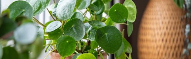 Srećna biljka koja uspeva samo DOBRIM LJUDIMA, a pare privlači kao MAGNET (FOTO)