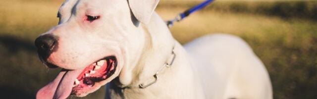 Dreser pasa upozorava da OVE 3 rase nikako nisu za porodice sa decom: Jedna od njih UJEDA mališane