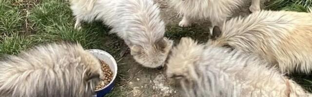 Šest špiceva spava na otvorenom: Njihovi štenci bačeni u vodu, vlasnik preminuo, fosteri potrebni ODMAH