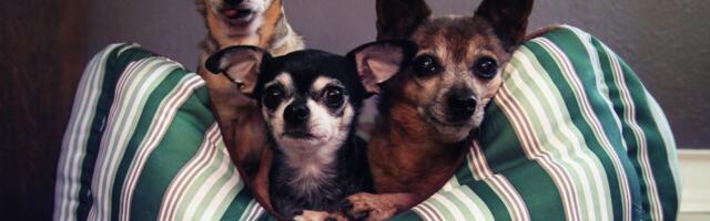 Da li vaš pas kopa po krevetu pre spavanja: Stručnjaci otkrili ČETIRI RAZLOGA ovog neobičnog rituala