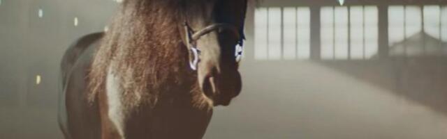 ULICAMA BEOGRADA PONOSNO ŠETA JEDAN KONJ! Sumnja se da je pobegao sa hipodroma - Nesvakidašnji prizor na Banovom brdu (VIDEO)