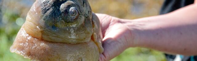 Mesečev puž vreba iz peska: On u zamku zatvara žrtvu i pretvara je u kašu na NAJJEZIVIJI način