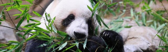 Japan prvi put nakon 1972. godine ostaje bez pandi: Razlog nije ugroženost vrste i staništa